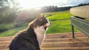 Red Room puhkemaja kass